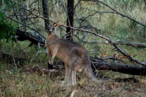 インドの森にカンガルー？目撃した森林局の職員もびっくり！