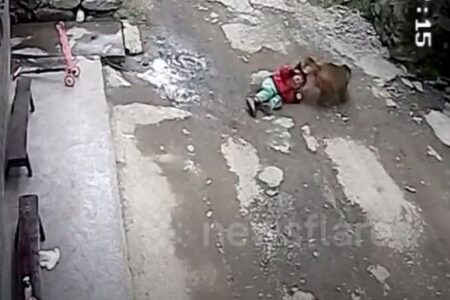中国でサルが女の子を誘拐未遂、路地に引きずり込もうとする【動画】