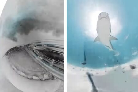 サメがカメラを食べちゃった！ 捕食される気分が味わえる大迫力の動画