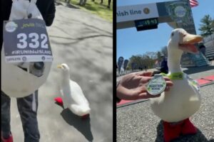 【おめでとう】ニューヨーク郊外で開催されたマラソン大会で、アヒルさんが完走しました