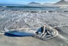 南アフリカの海岸に、全長2mの「ダイオウイカ」が打ち上がる