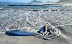 南アフリカの海岸に、全長2mの「ダイオウイカ」が打ち上がる