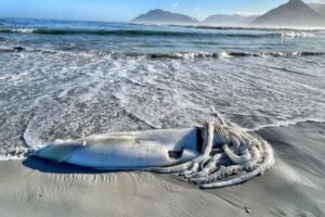 南アフリカの海岸に、全長2mの「ダイオウイカ」が打ち上がる