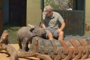 孤児だったサイが成長し繁殖に成功、パパやママとなり子供の面倒を見る