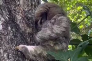 ナマケモノの母親が赤ちゃんと再会、抱きしめる動画に心が温まる