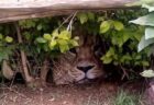 ケニアでライオンの目撃情報、調べてみたら意外過ぎるものだった！