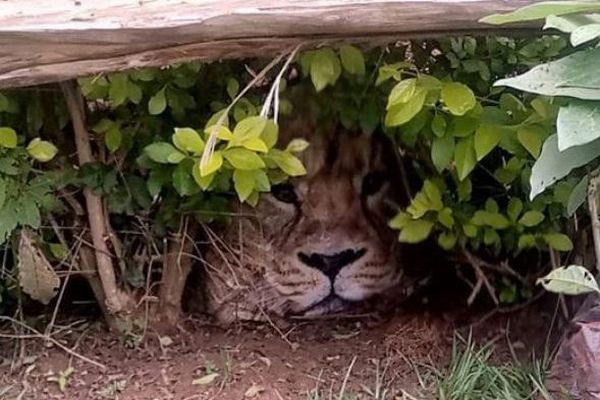 ケニアでライオンの目撃情報、調べてみたら意外過ぎるものだった！