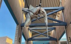 高校の校舎に、死んだサメが吊るされる【アメリカ】