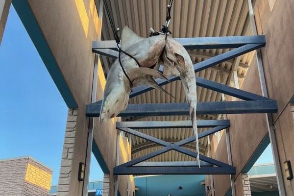 高校の校舎に、死んだサメが吊るされる【アメリカ】