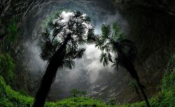 中国の洞窟の中で原始の森を発見、高さ40メートルの樹木も存在