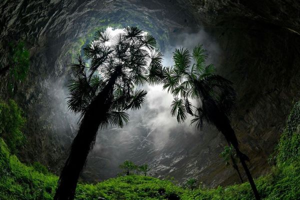 中国の洞窟の中で原始の森を発見、高さ40メートルの樹木も存在