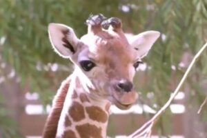 足に障がいを抱えたキリンの赤ちゃん、専用の義足が与えられ歩けるように