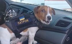 ウクライナの地雷探知犬、活躍が認められ大統領から勲章を授与