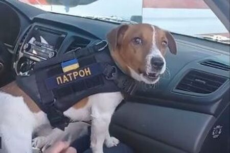 ウクライナの地雷探知犬、活躍が認められ大統領から勲章を授与