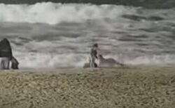 米海岸でコヨーテが幼児を襲撃、その瞬間の動画がショッキング