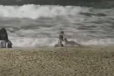 米海岸でコヨーテが幼児を襲撃、その瞬間の動画がショッキング