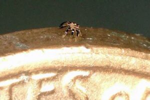 ノミより小さい「カニ・ロボット」を開発：ノースウェスタン大学