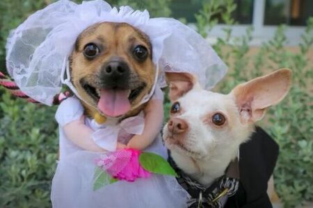 仲の良い2匹の保護犬が結婚式、撮影された動画が可愛い