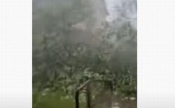 激しい嵐により、大きな木が自宅に向かって倒れてきた！【動画】