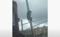 なぜそんな場所に？クマが町の電柱に登っている姿を目撃
