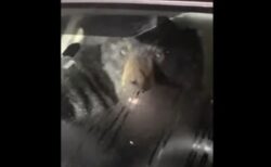 車内を漁っていたクマ、警察官に発見されびっくり！【動画】