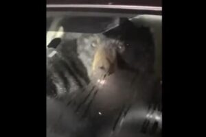 車内を漁っていたクマ、警察官に発見されびっくり！【動画】