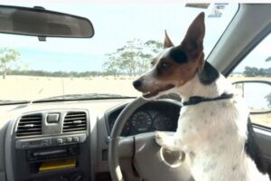 オーストラリアで車の運転を覚えたワンコ、ハンドルを操作して羊を追う