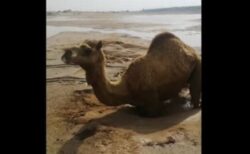 砂にはまって動けないラクダ、15人が参加し2時間かけて救出