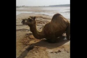 砂にはまって動けないラクダ、15人が参加し2時間かけて救出