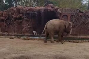 ゾウがプールに動物が落ちていると警告、気づいた飼育員が救助に成功
