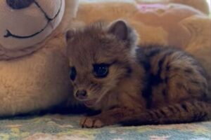 米動物園で珍しいジャコウネコの赤ちゃんが誕生【動画】