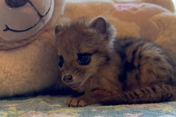 米動物園で珍しいジャコウネコの赤ちゃんが誕生【動画】
