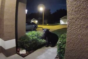 夫婦がクマに追いかけられ危機一髪！防犯カメラの映像がショッキング