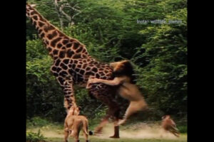 ライオンに襲われたキリンが見せる、驚きの強さ