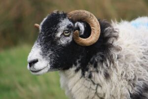 女性を殺した罪で羊が有罪、3年の刑が言い渡される【南スーダン】