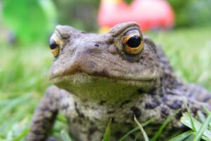 ロシア石油会社の幹部がヒキガエルの毒で死亡、シャーマンによる治療が原因か？