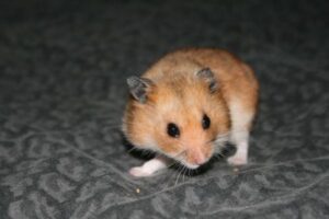 科学者がゲノム編集を行い、攻撃的なハムスターを作り上げてしまう