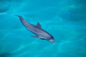 イルカが、サンゴを使って皮膚のセルフケアをしている可能性