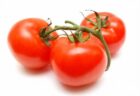 遺伝子編集されたトマトが、間もなくイギリスで販売される予定