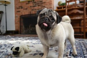 パグ犬は他の犬に比べ、深刻な健康上の問題を抱えている：英研究