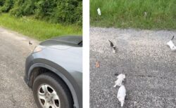 【動画あり】1匹の子猫のために車を止めた優しい男性、草むらから次々現れびっくり