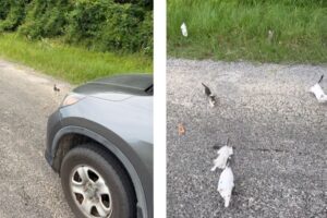 【動画あり】1匹の子猫のために車を止めた優しい男性、草むらから次々現れびっくり