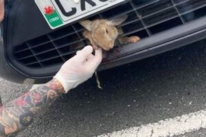 車にぶつかったウサギ、バンパーの下に挟まり48km以上の距離を移動