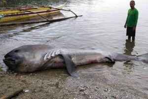 フィリピンの海岸に、珍しいメガマウスが漂着、体長は4.6メートル