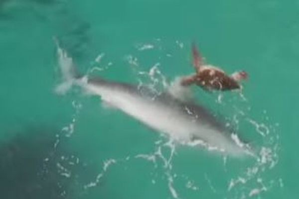 危機一髪！ウミガメがサメに襲われる動画、果たして結末は？