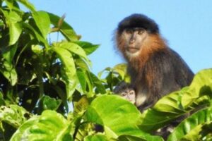 マレーシアにハイブリッドの「ミステリーモンキー」が出現、生息域の減少が原因か？
