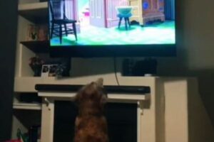 ディズニー映画が大好きなワンコ、テレビの前でのリアクションが可愛い
