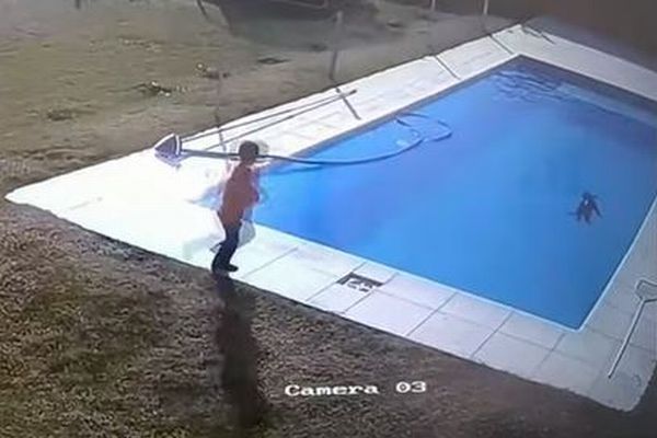 子犬がプールで溺れ、15分間も動かない状態に…少年が飛び込み救う