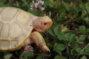 スイスの動物園で、ガラパゴスゾウガメのアルビノの赤ちゃんが誕生