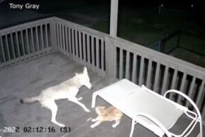 コヨーテに襲撃されたネコがピンチ、執拗に攻撃される【動画】